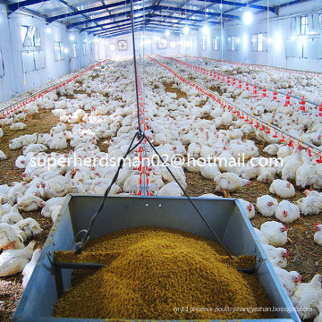 Automatic Poultry Broiler Equipment and Farm Contruction